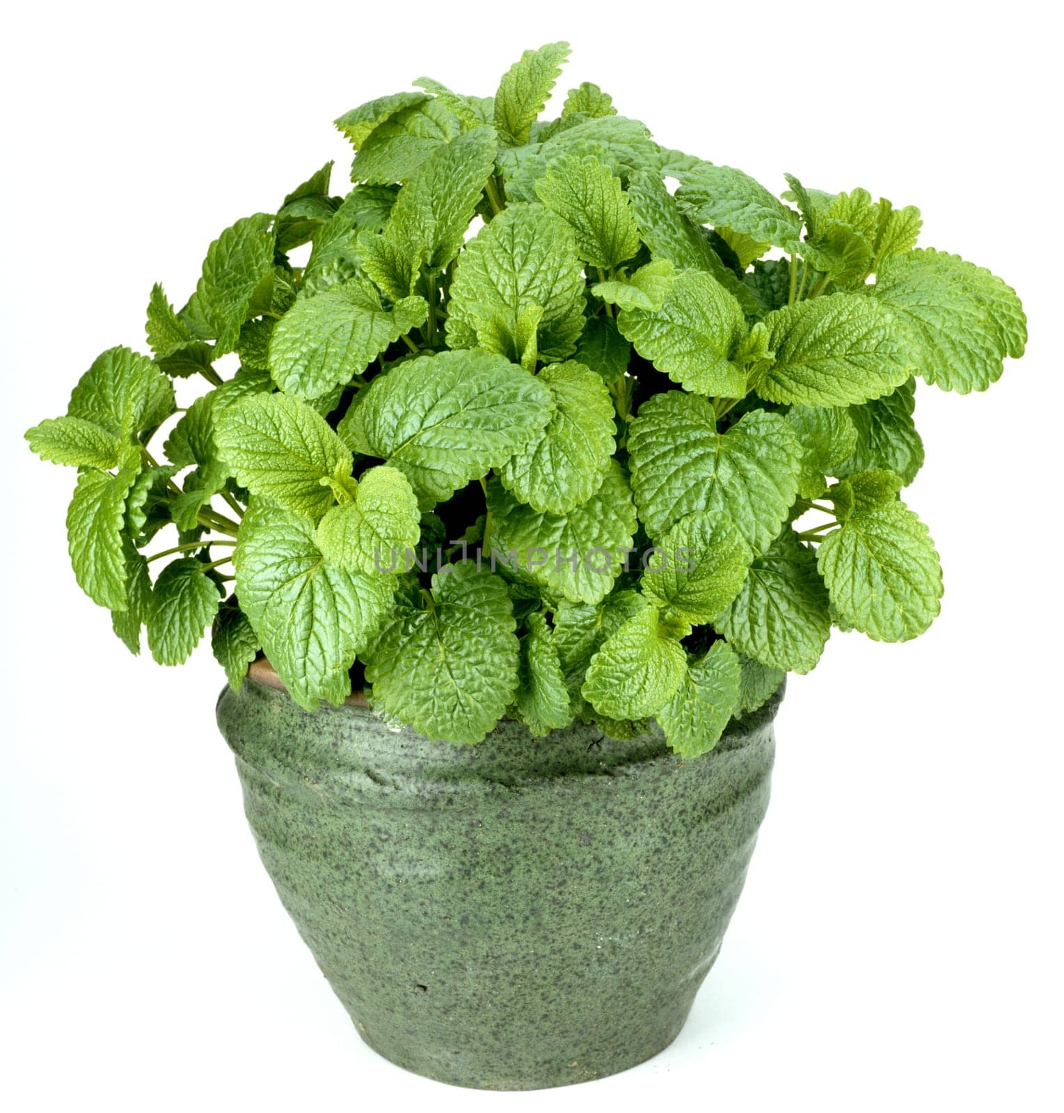 Zitronenmelisse  Melissa officinalis