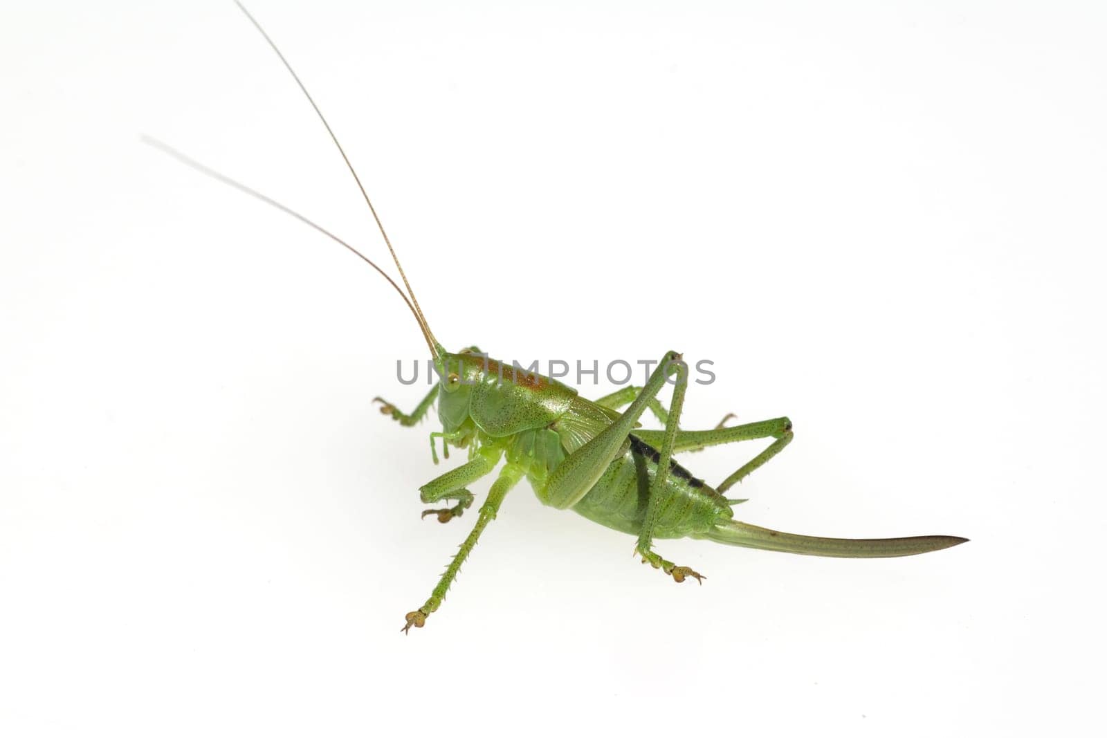 Kurzfluegelige, Schwertschrecke  Conocephalus, dorsalis