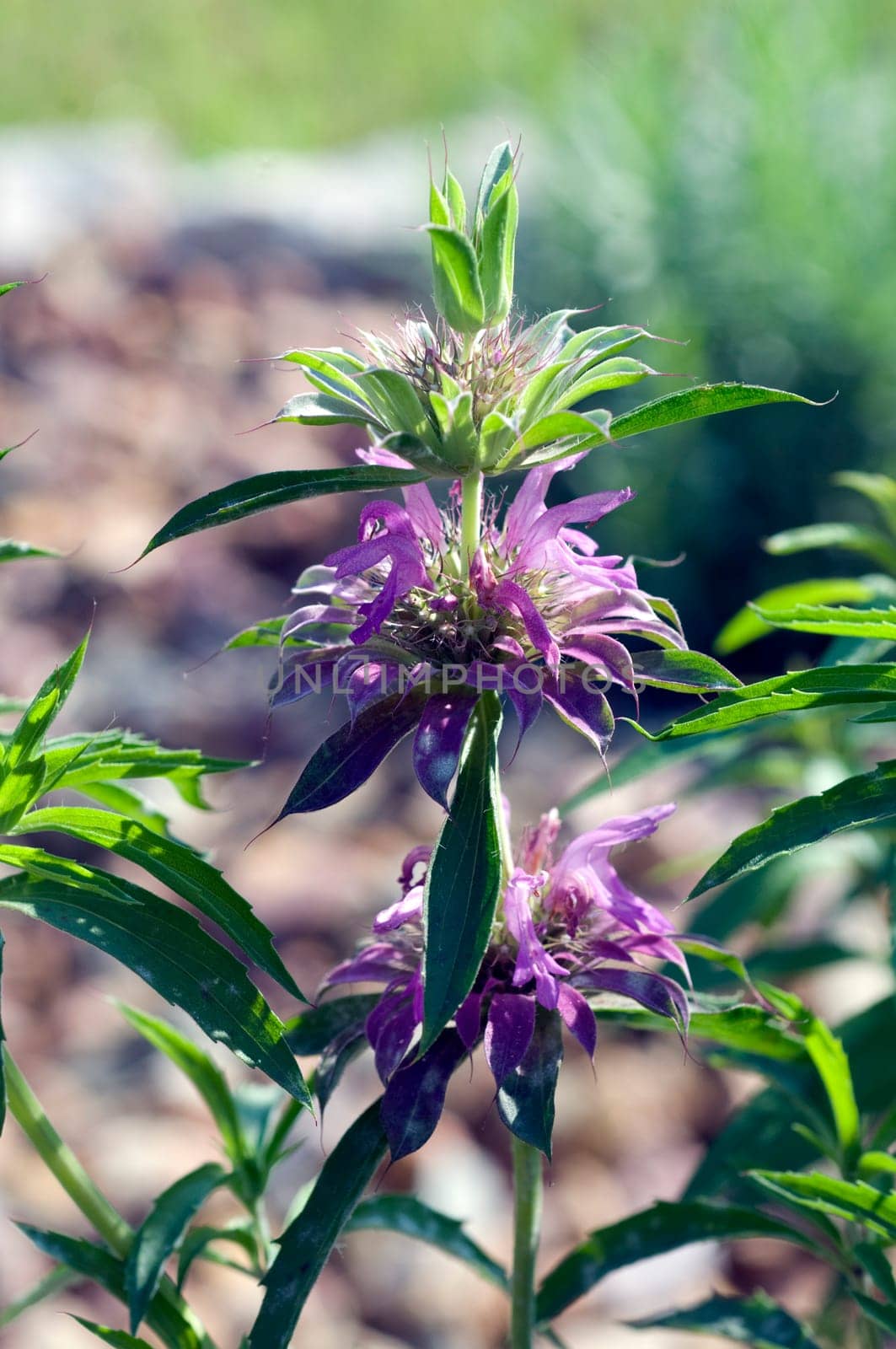 Zitronenmonarde, Praeriebergamotte, Monarda citriodor