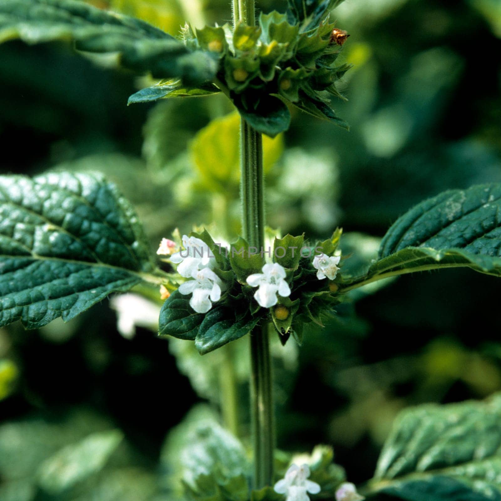Zitronenmelisse  Melissa  officinalis