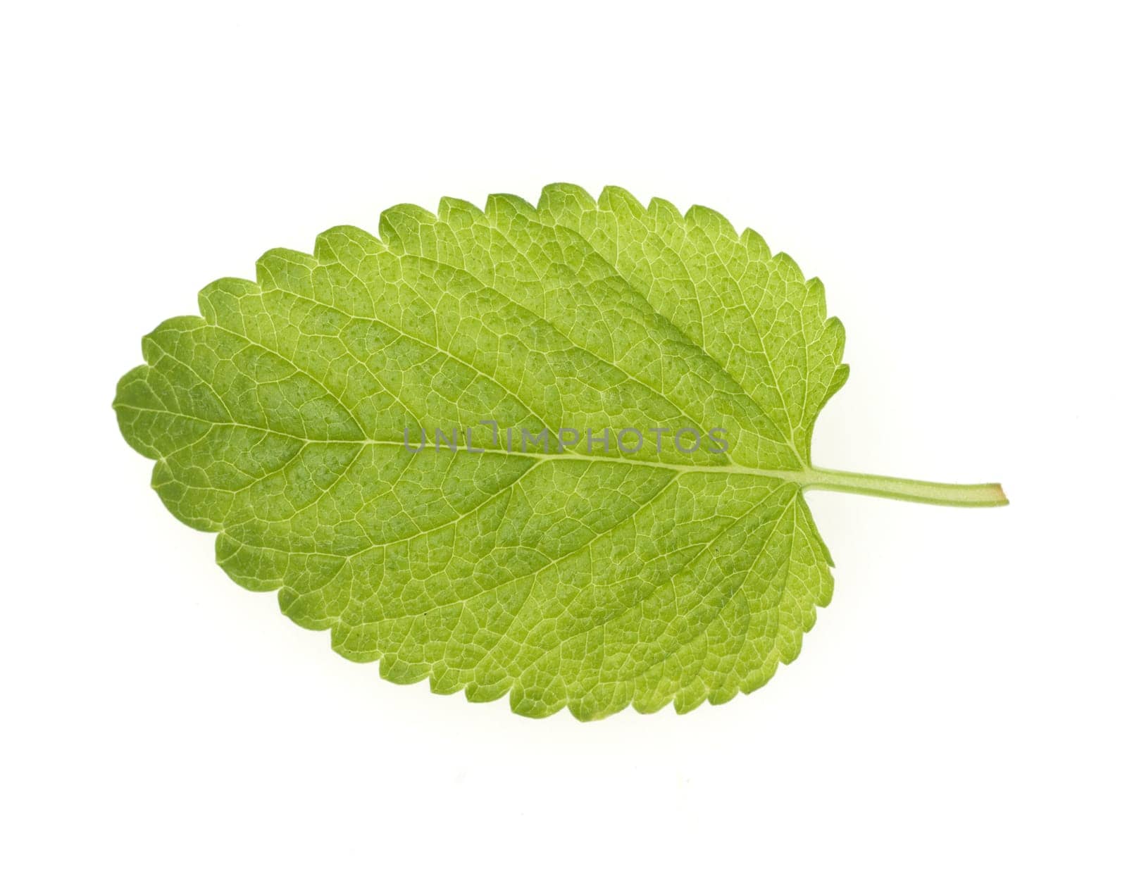 Zitronenmelisse  Melissa officinalis