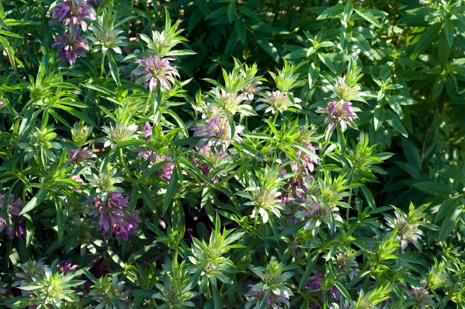 Zitronenmonarde, Praeriebergamotte, Monarda citriodor