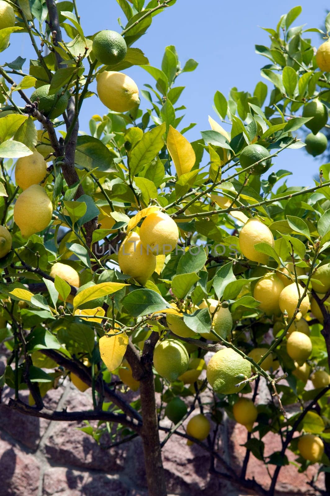 Zitronenstrauch, Citrus limon