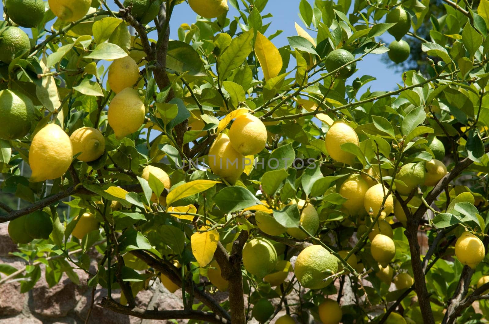 Zitronenstrauch, Citrus limon