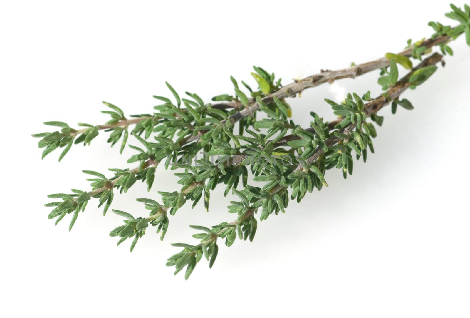 Zitronenthymian, Thymus, citriodorus
