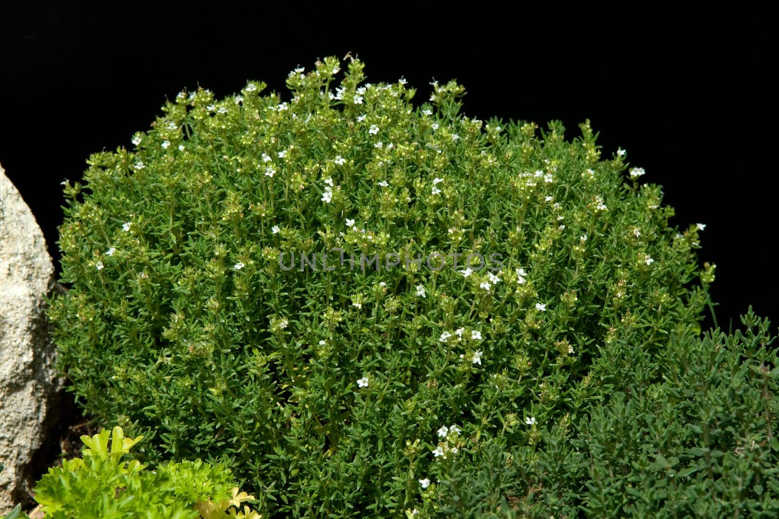 Zitronenthymian, Thymus, citriodorus