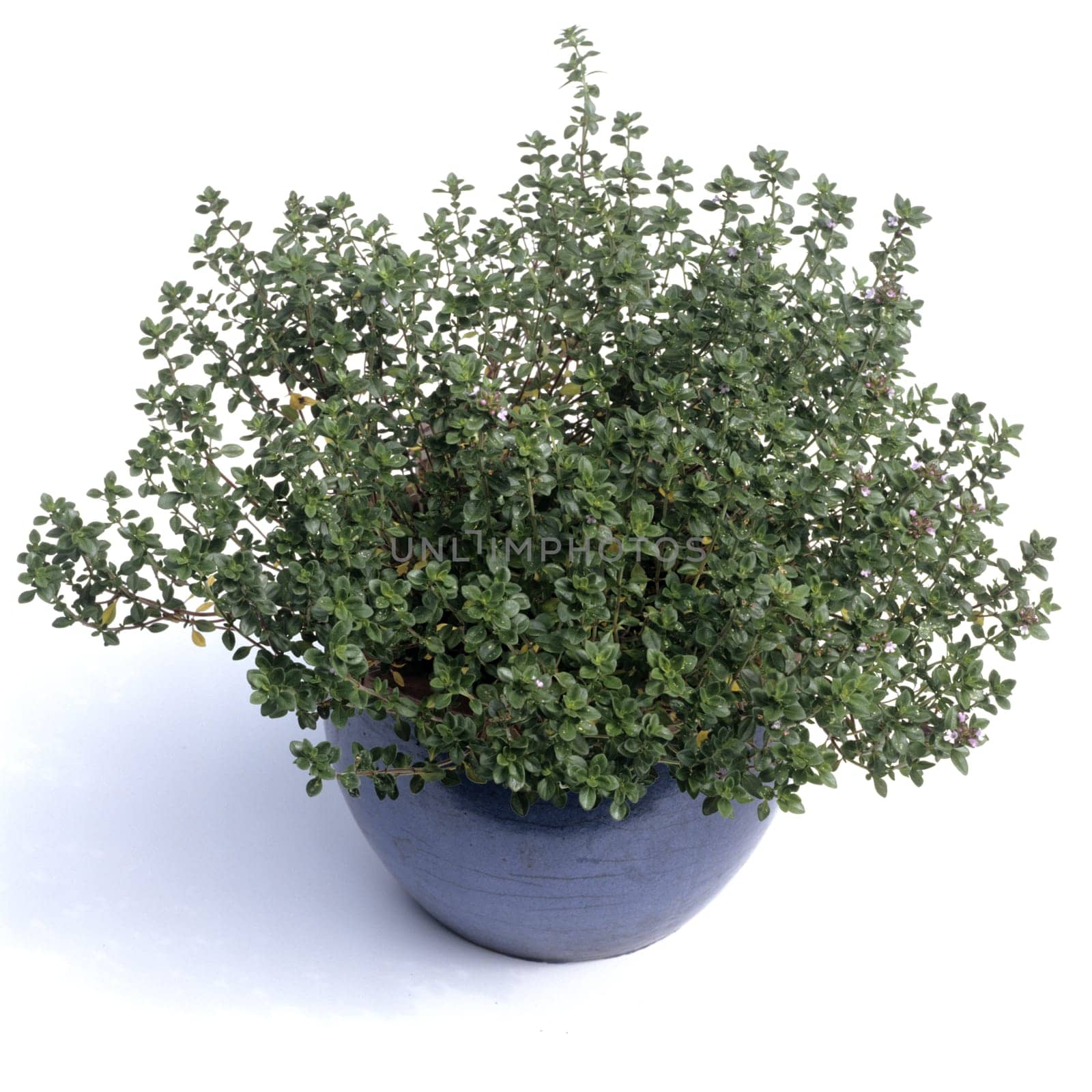 Zitronenthymian, Thymus, citriodorus