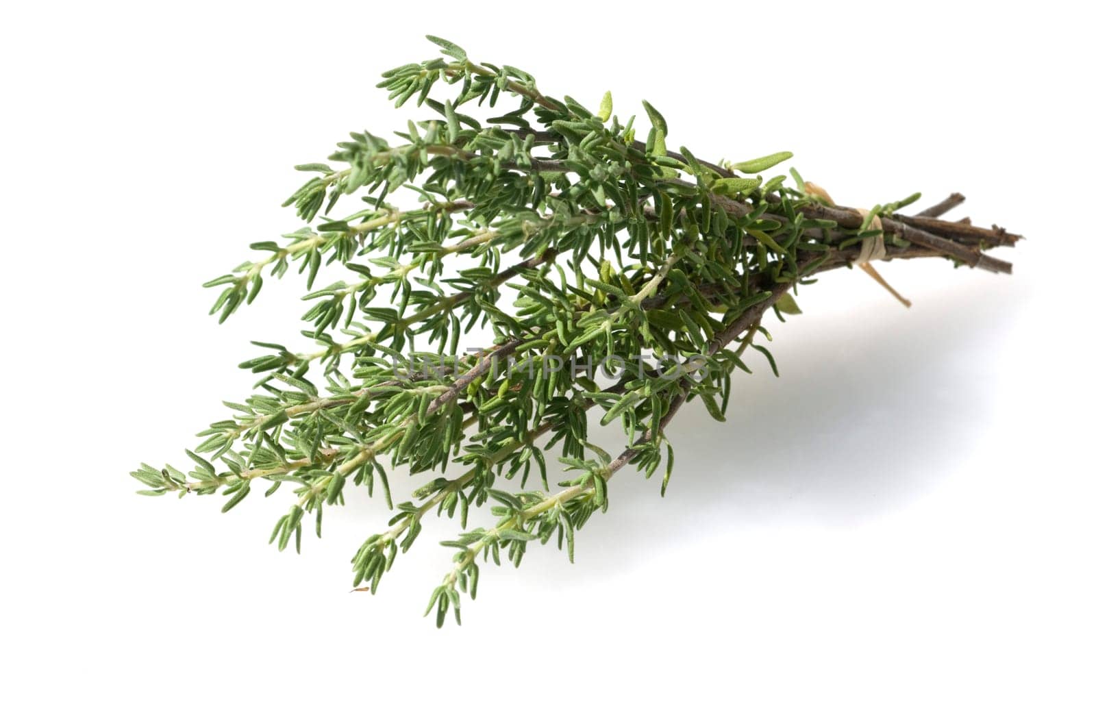 Zitronenthymian, Thymus citriodorus