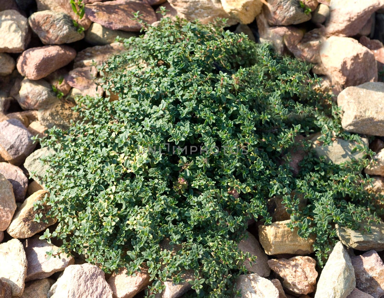 Zitronenthymian, Weiss-gruener, Thymus citriodorus