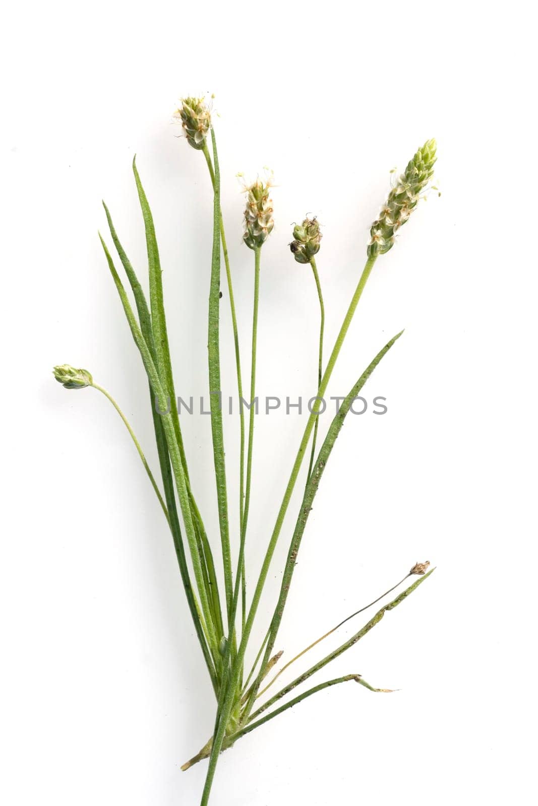 indischer flohsamen, Flohsamenkraut, flohsamen, Plantago ovata, Wegerich