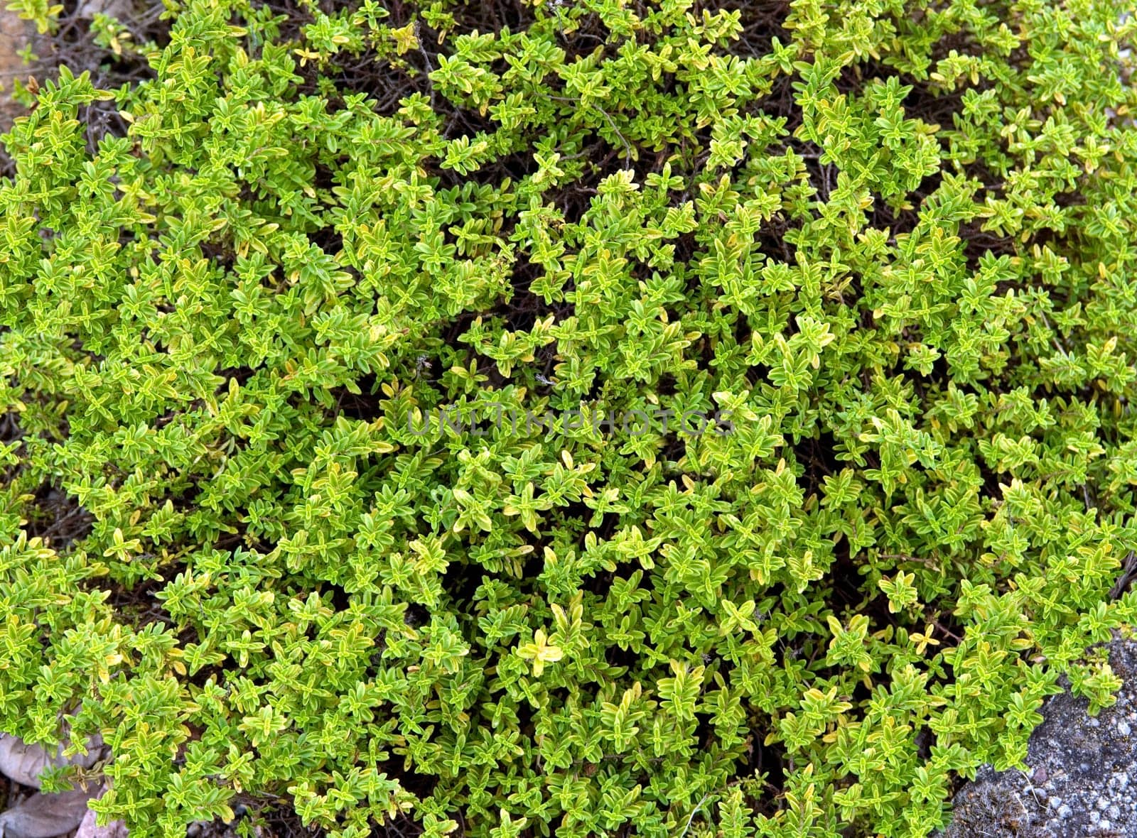 Zitronenthymian  Thymus x citriodorus 'Golden Dwarf'