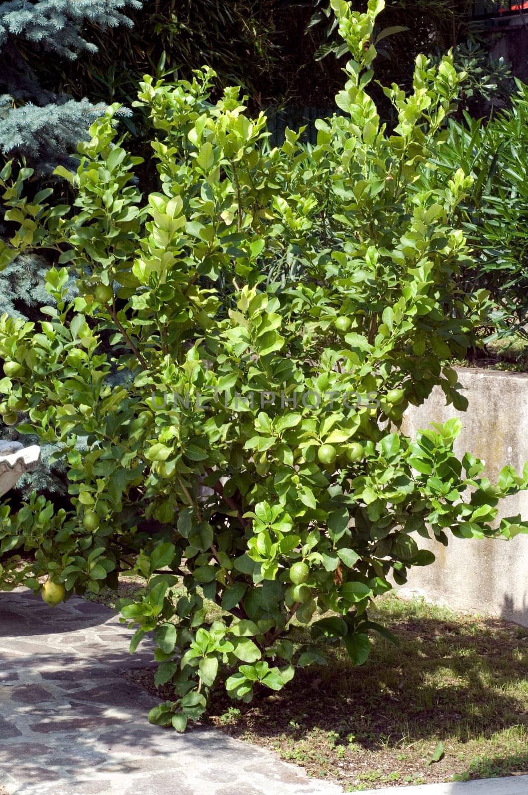Zitronenstrauch  Citrus limon