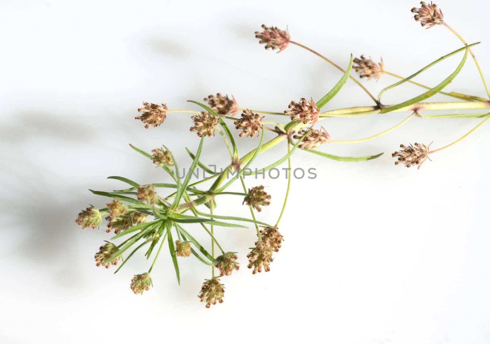 indischer flohsamen, flohsamen, Plantago ovata