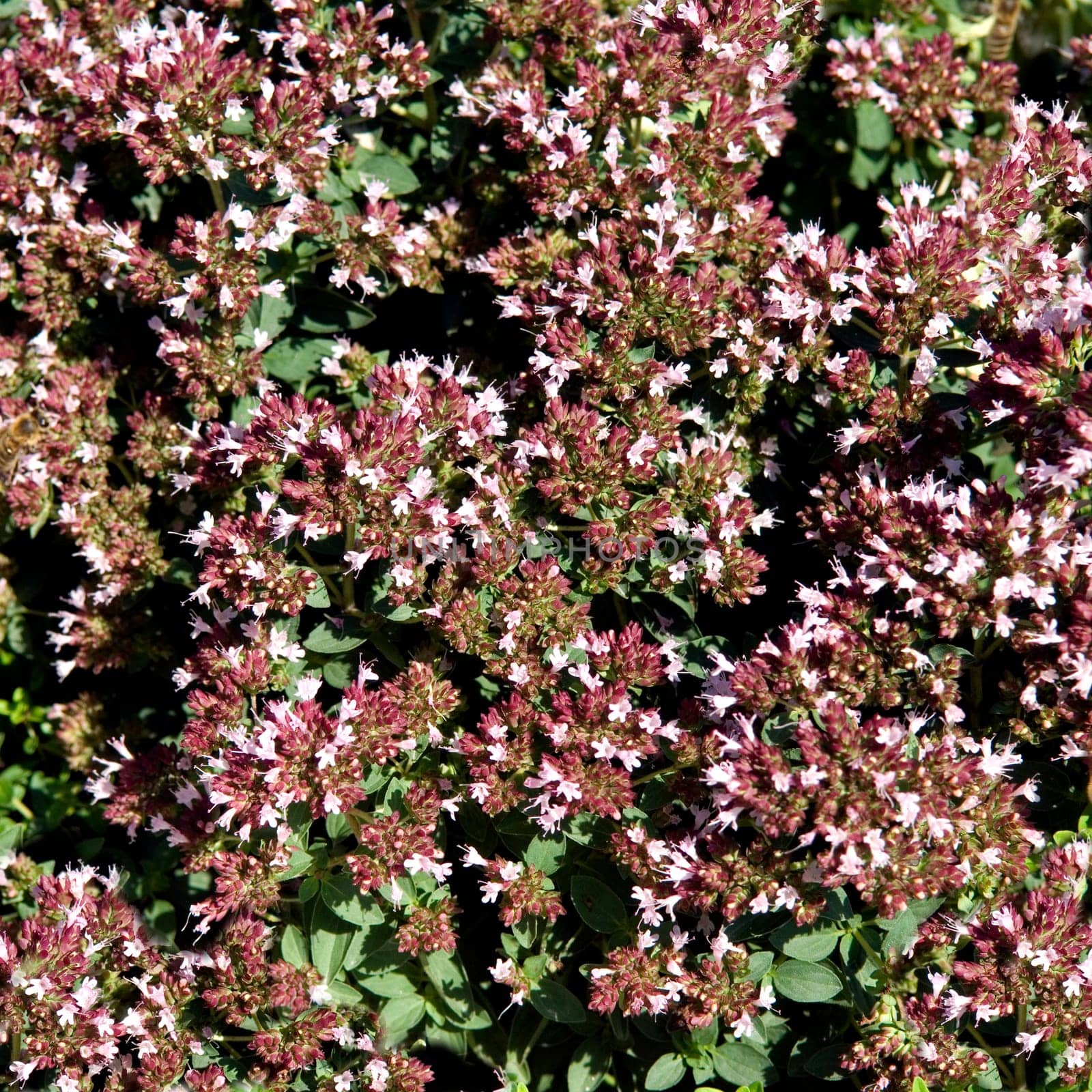 Zitronenthymian  Thymus citriodorus