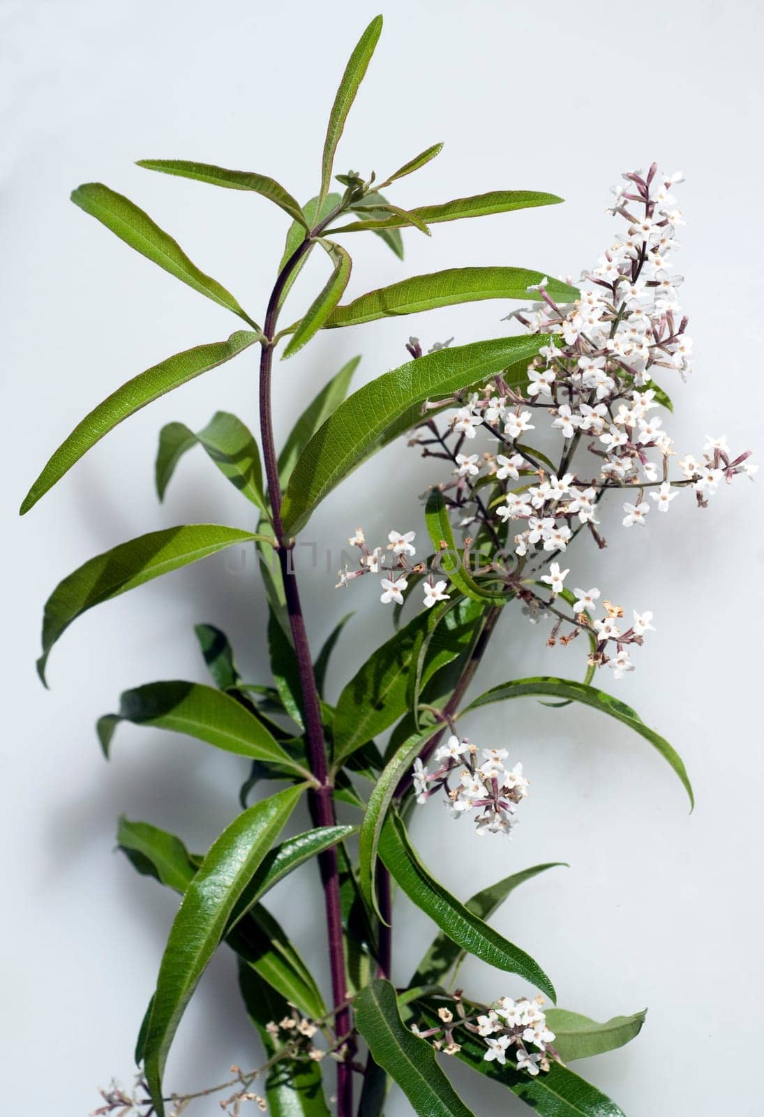 Zitronenverbene, Verveine, Lippia, citrodora