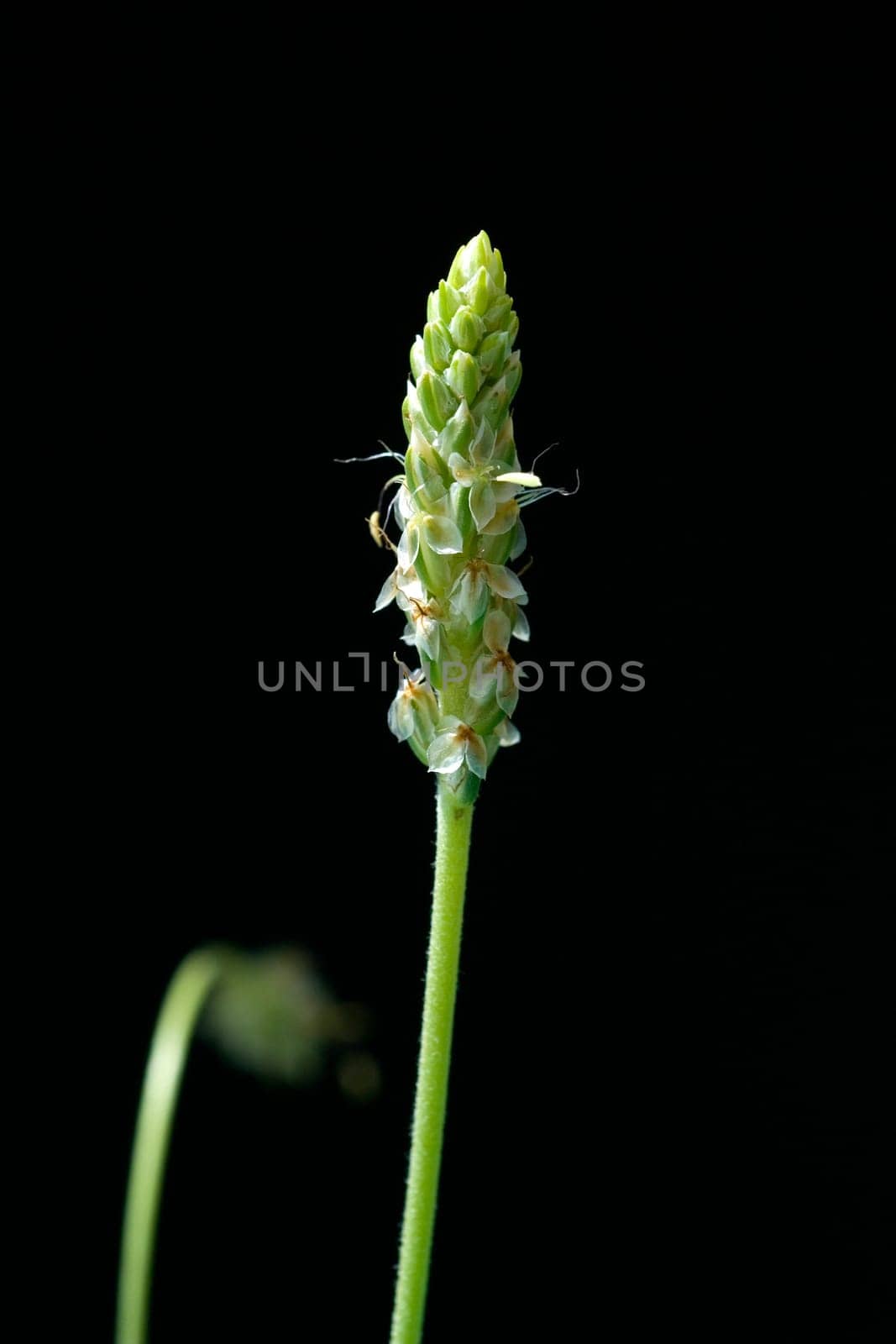 indischer flohsamen, Flohsamenkraut, flohsamen, Plantago ovata, Wegerich