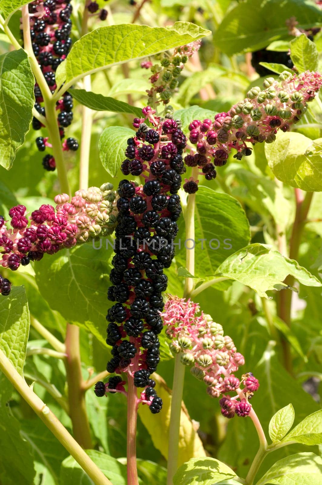 kermesbeeren  Amerikanische kermesbeere  phytolacca americana