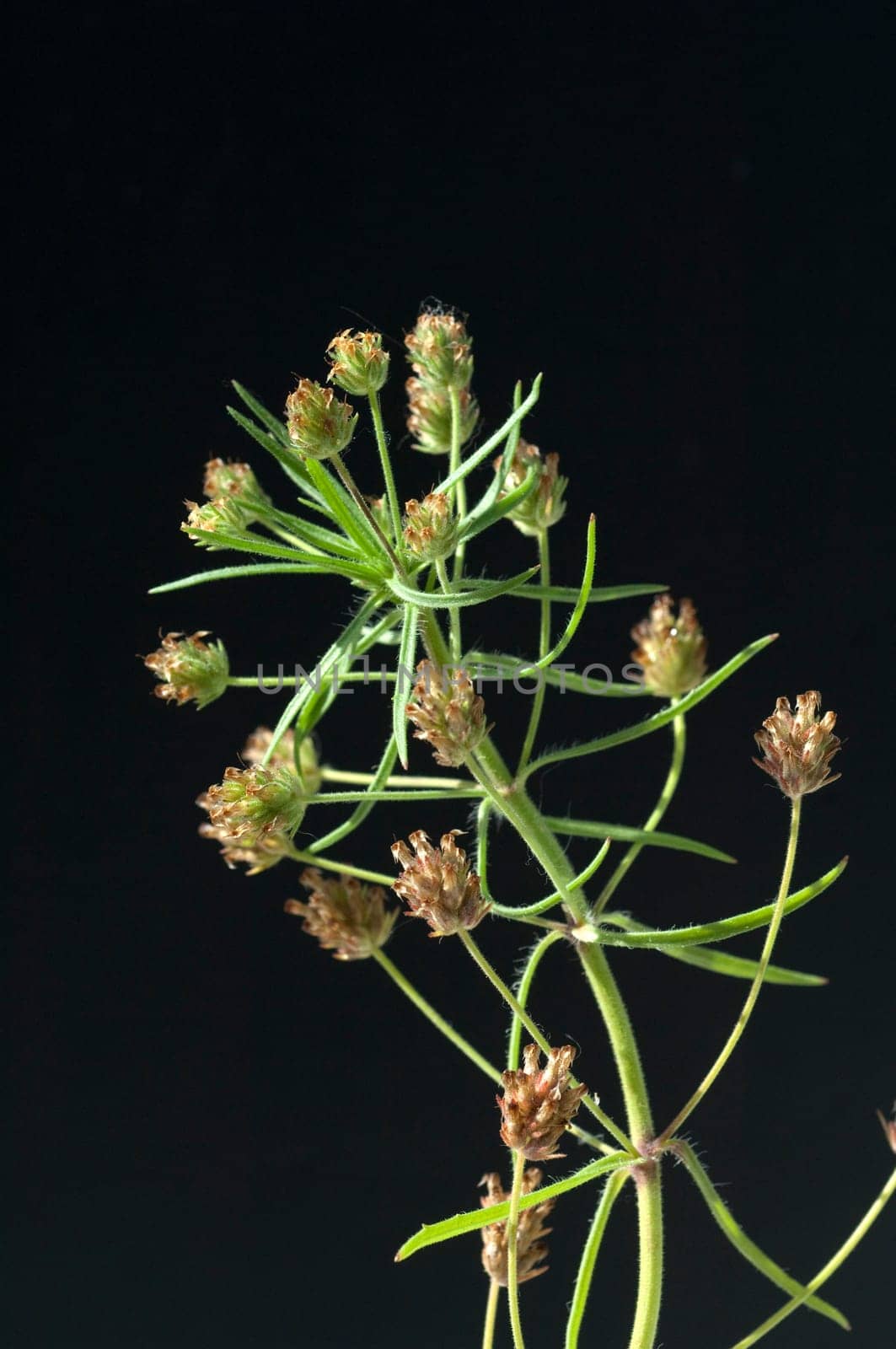 indischer flohsamen, flohsamen, Plantago ovata