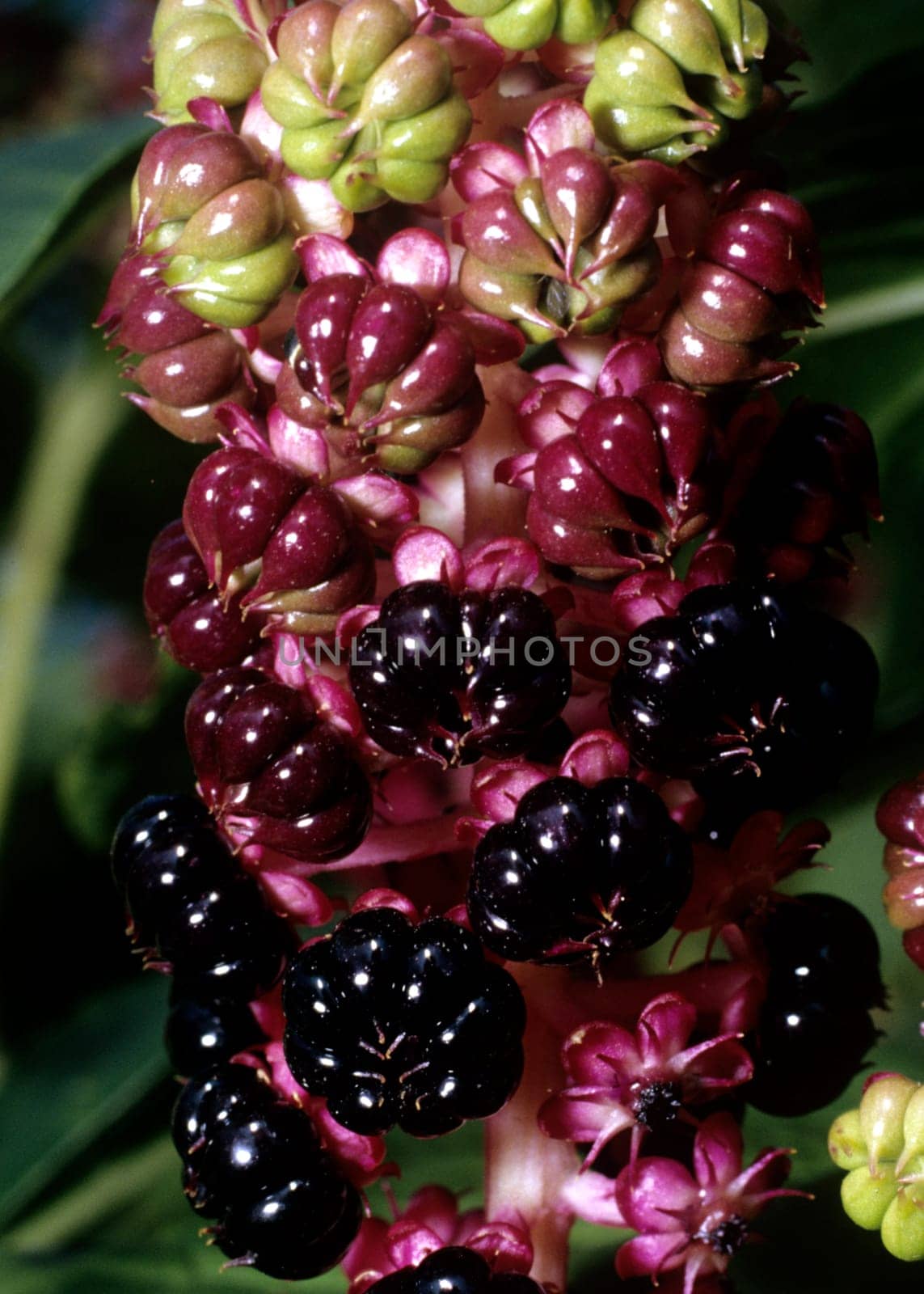 kermesbeeren, phytolacca americana