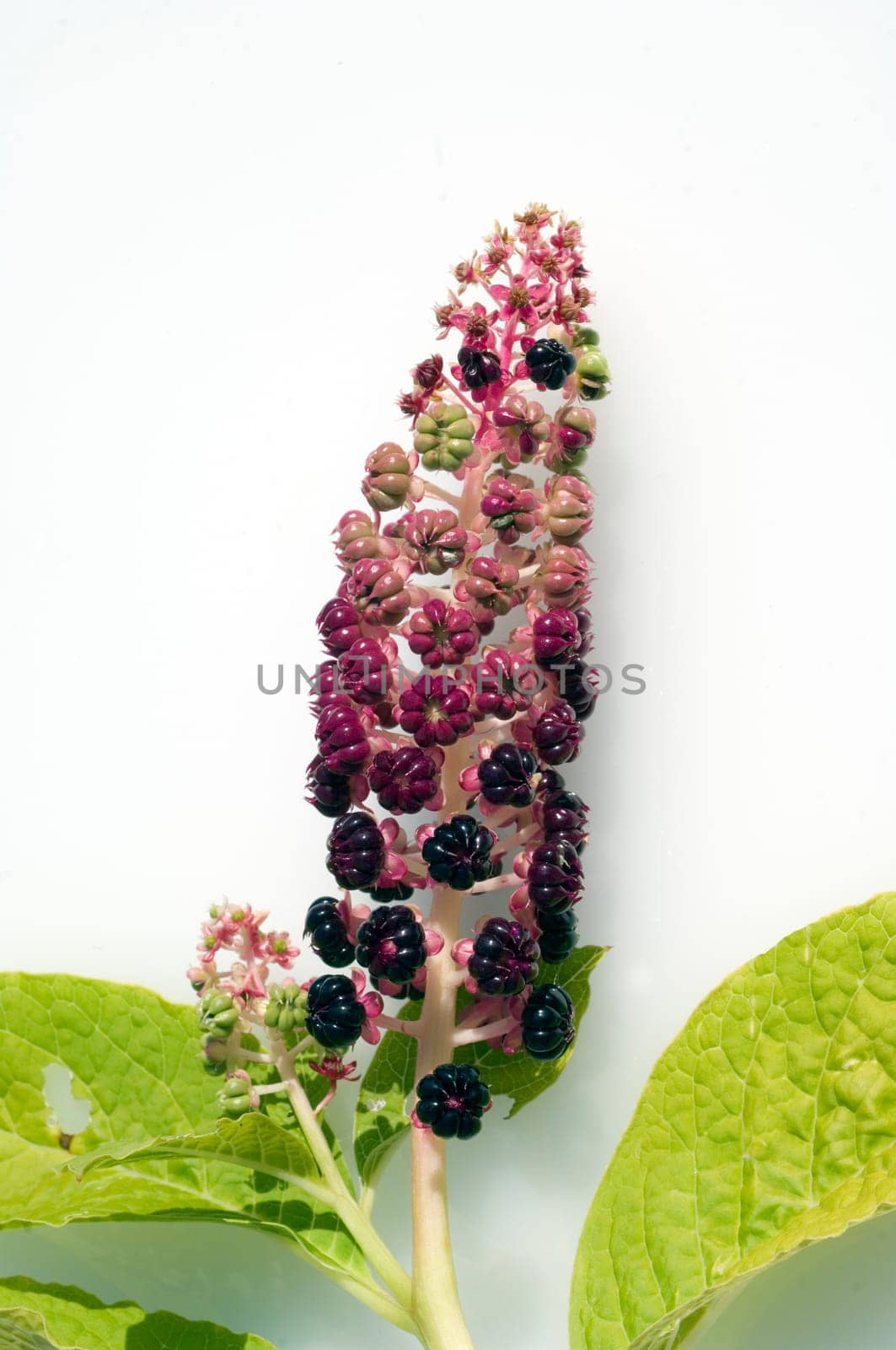 kermesbeeren  Amerikanische kermesbeere  phytolacca americana