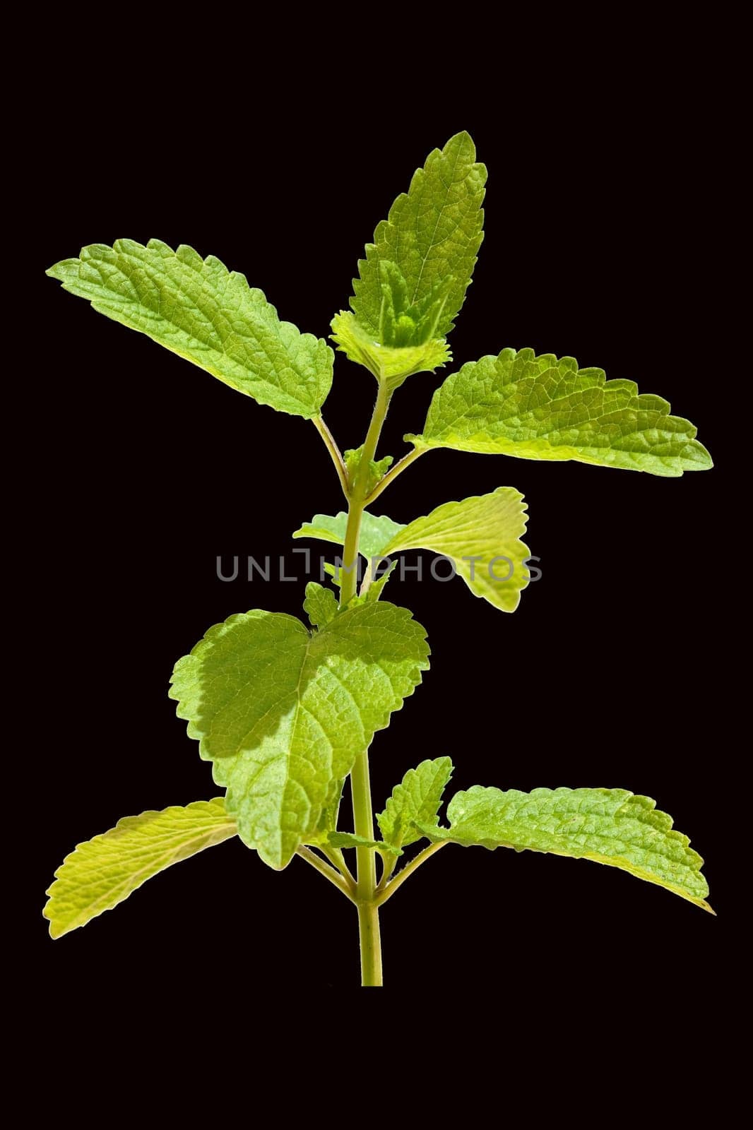 Zitronenmelisse  Melissa  officinalis