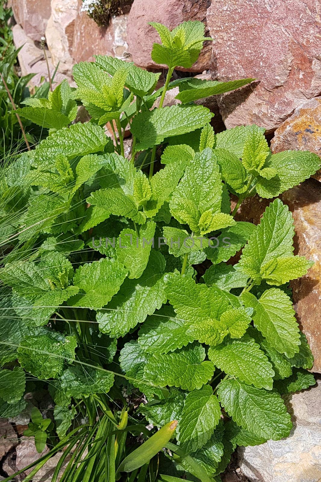 Zitronenmelisse  Melissa  officinalis, Heilpflanze  Kraeuter