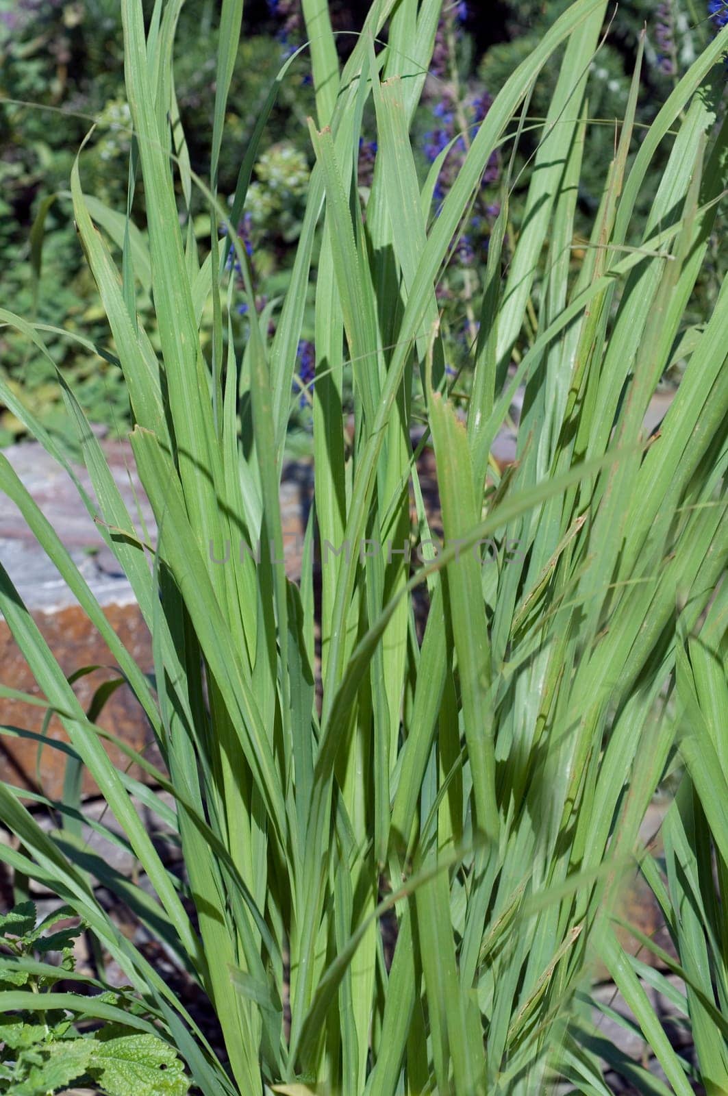 Zitronengras  Cymbopogon citratus