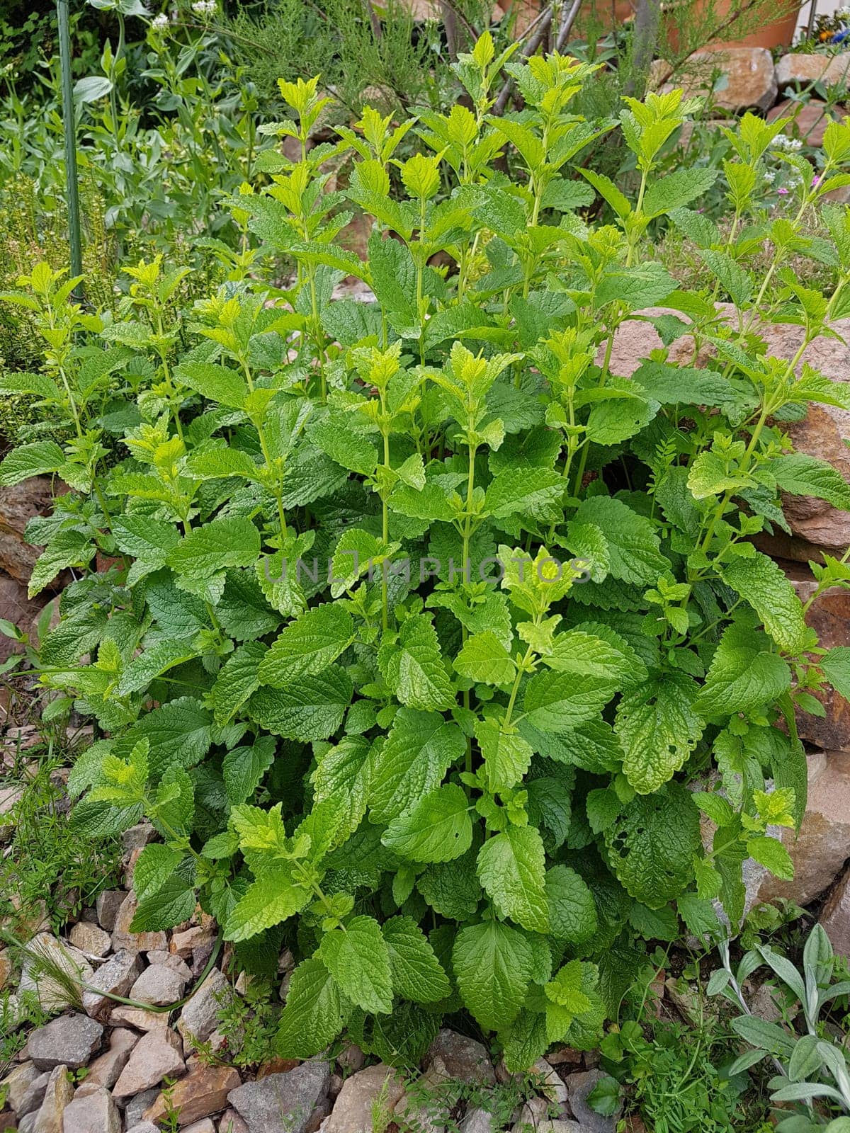 Melissa, officinalis, Zitronenmelisse, Melisse