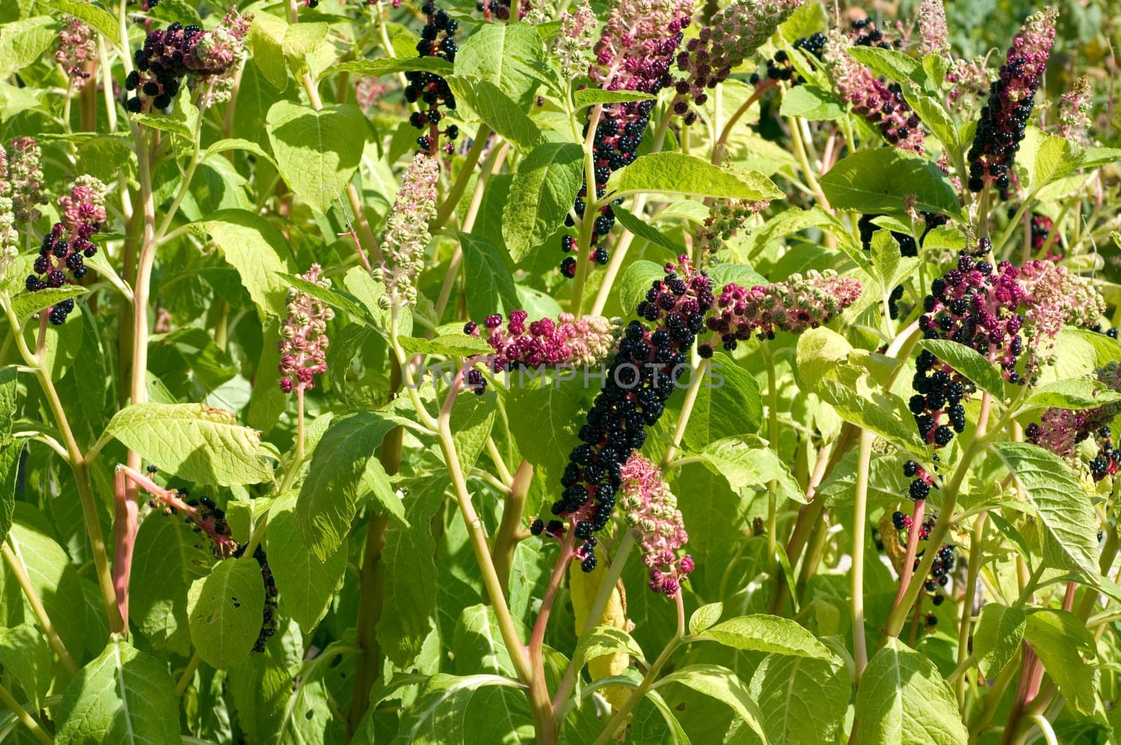 kermesbeeren  Amerikanische kermesbeere  phytolacca americana
