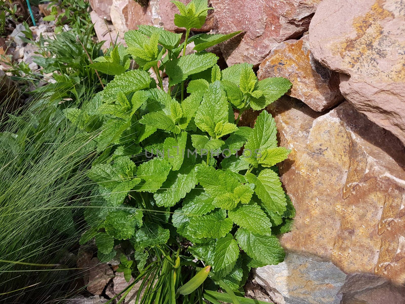 Zitronenmelisse  Melissa  officinalis, Heilpflanze  Kraeuter