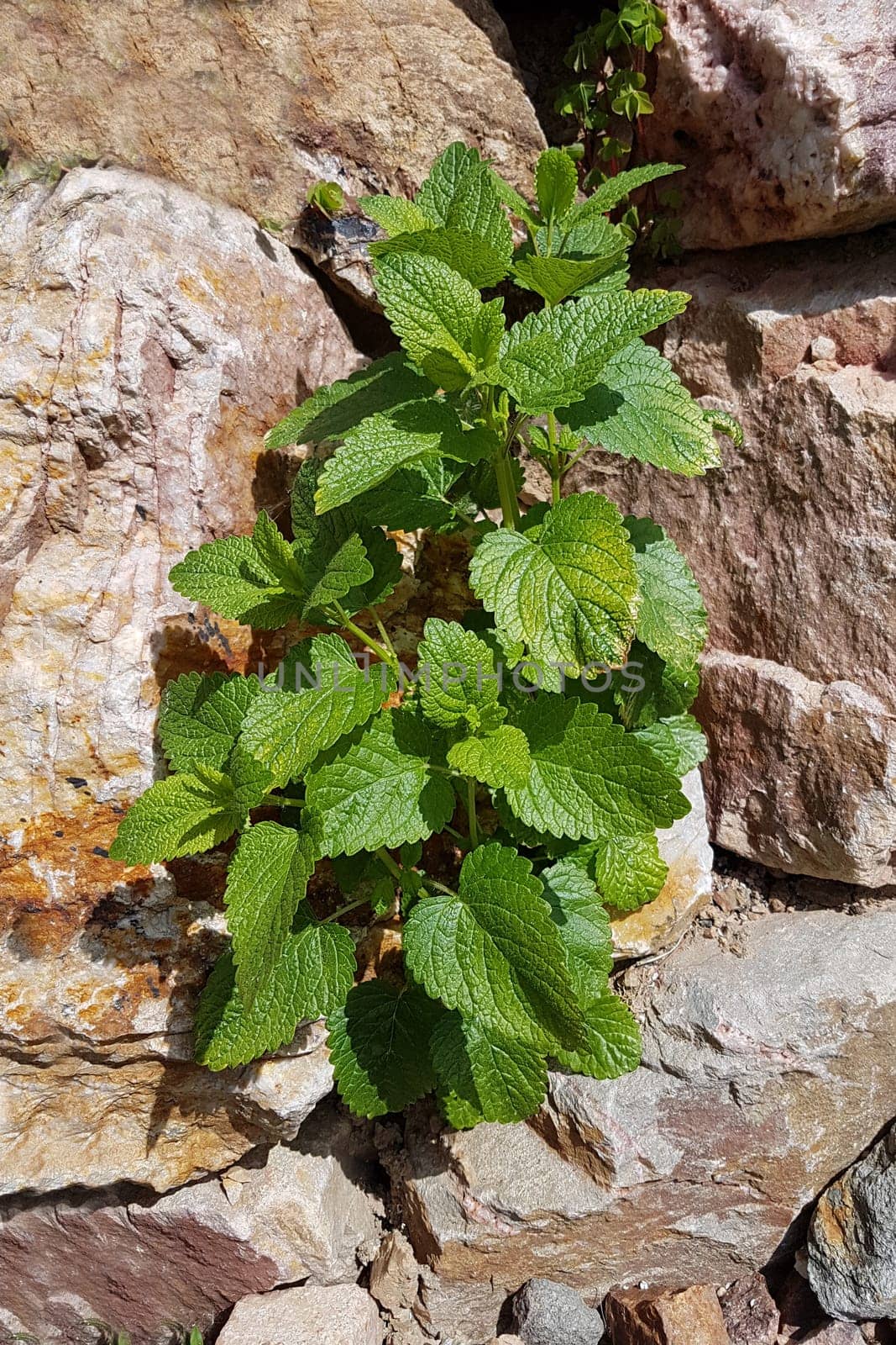 Zitronenmelisse  Melissa  officinalis, Heilpflanze  Kraeuter