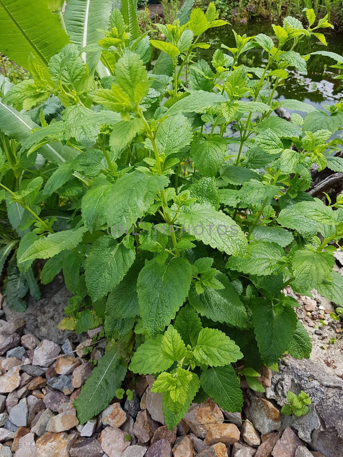 Zitronenmelisse  Melissa  officinalis, Heilpflanze  Kraeuter
