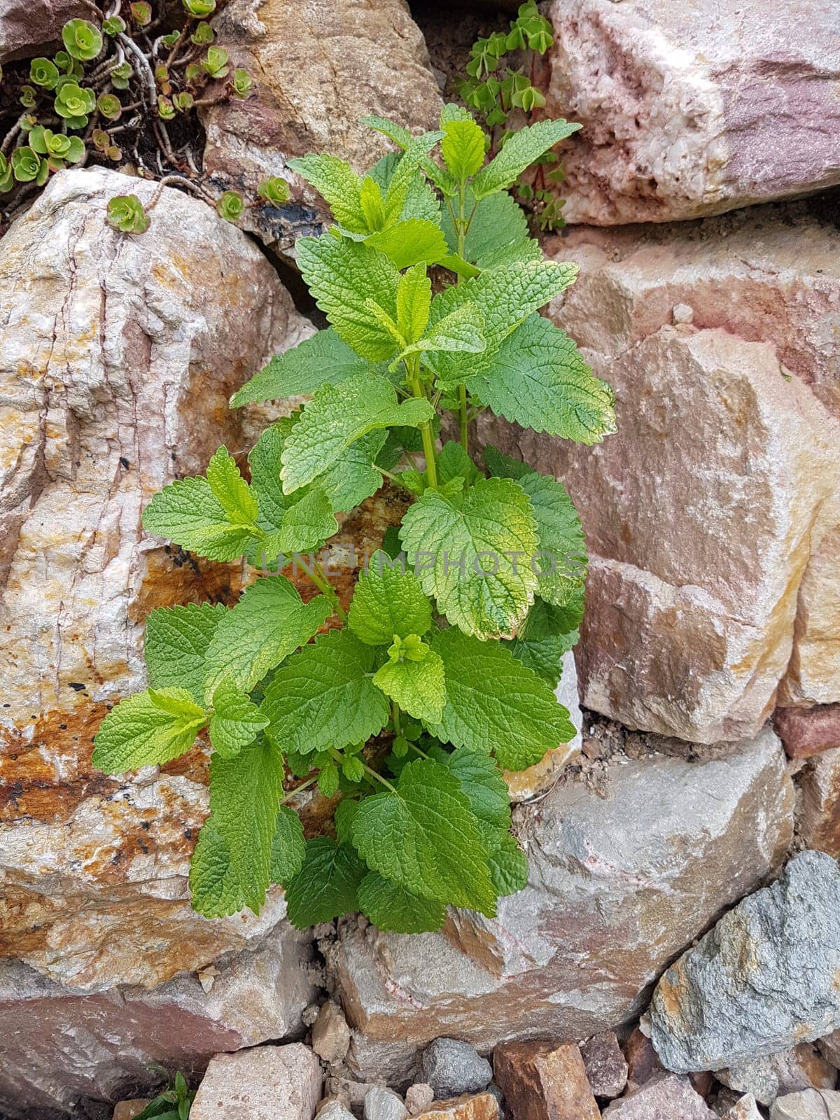 Zitronenmelisse  Melissa  officinalis, Heilpflanze  Kraeuter