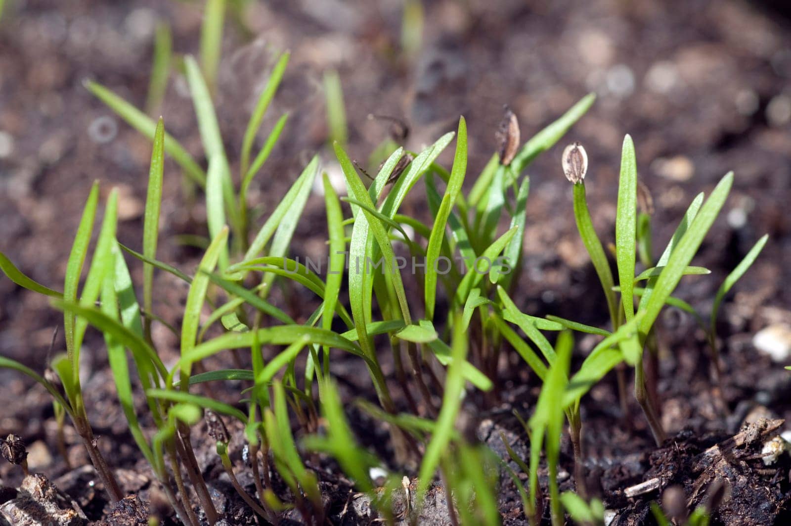 Dill  Anethum Ist eine Kraeuterpflanze, Kuechenkraeuterpflanze, Gewuerzpflanze, Kuechengewuerz, heipflanze, Duftpflanze