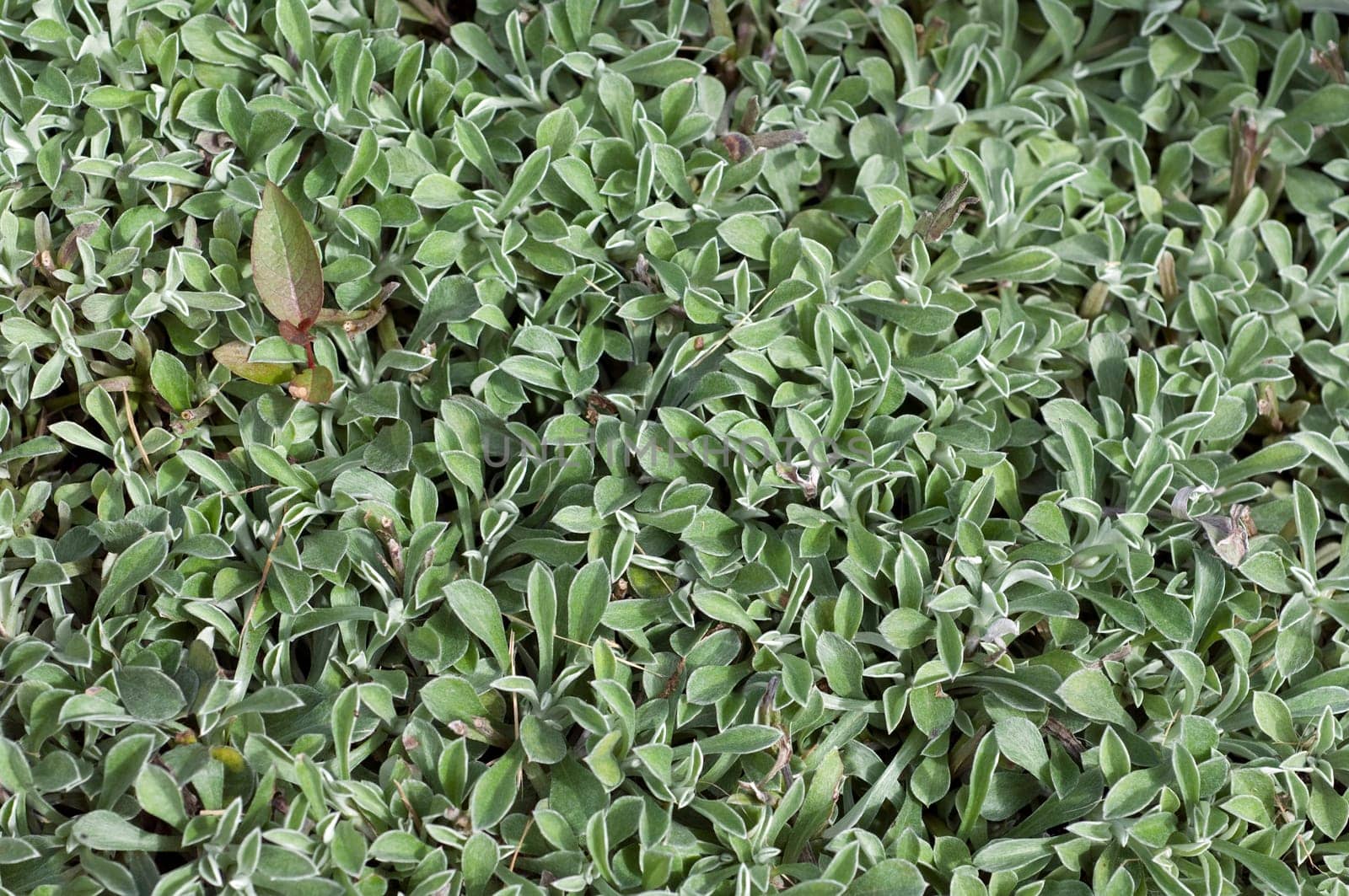 katzenpfoetchen, Antennaria dioica