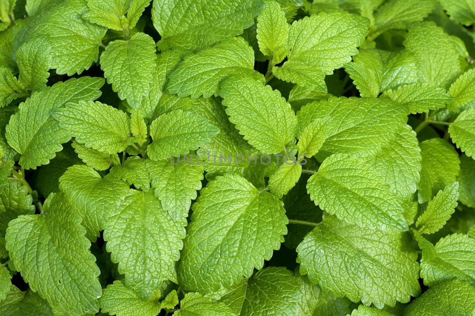 Zitronenmelisse  Melissa, officinalis