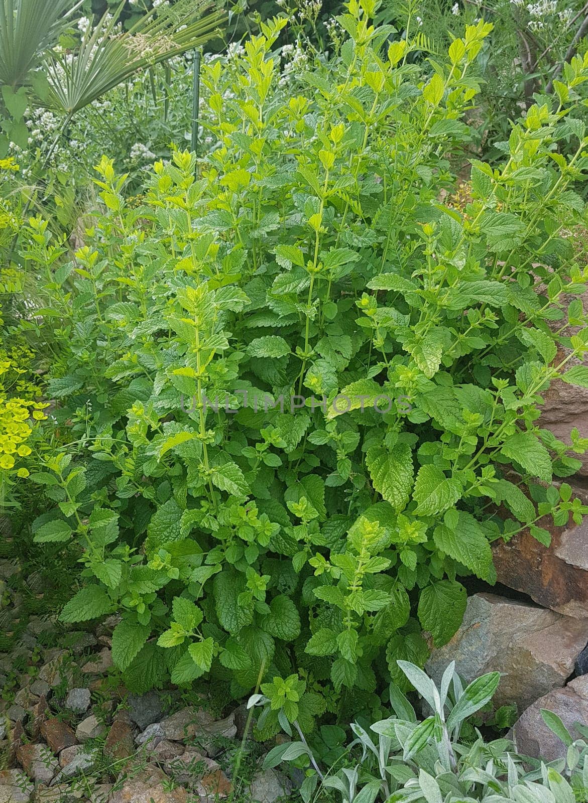 Melissa, officinalis, Zitronenmelisse, Melisse