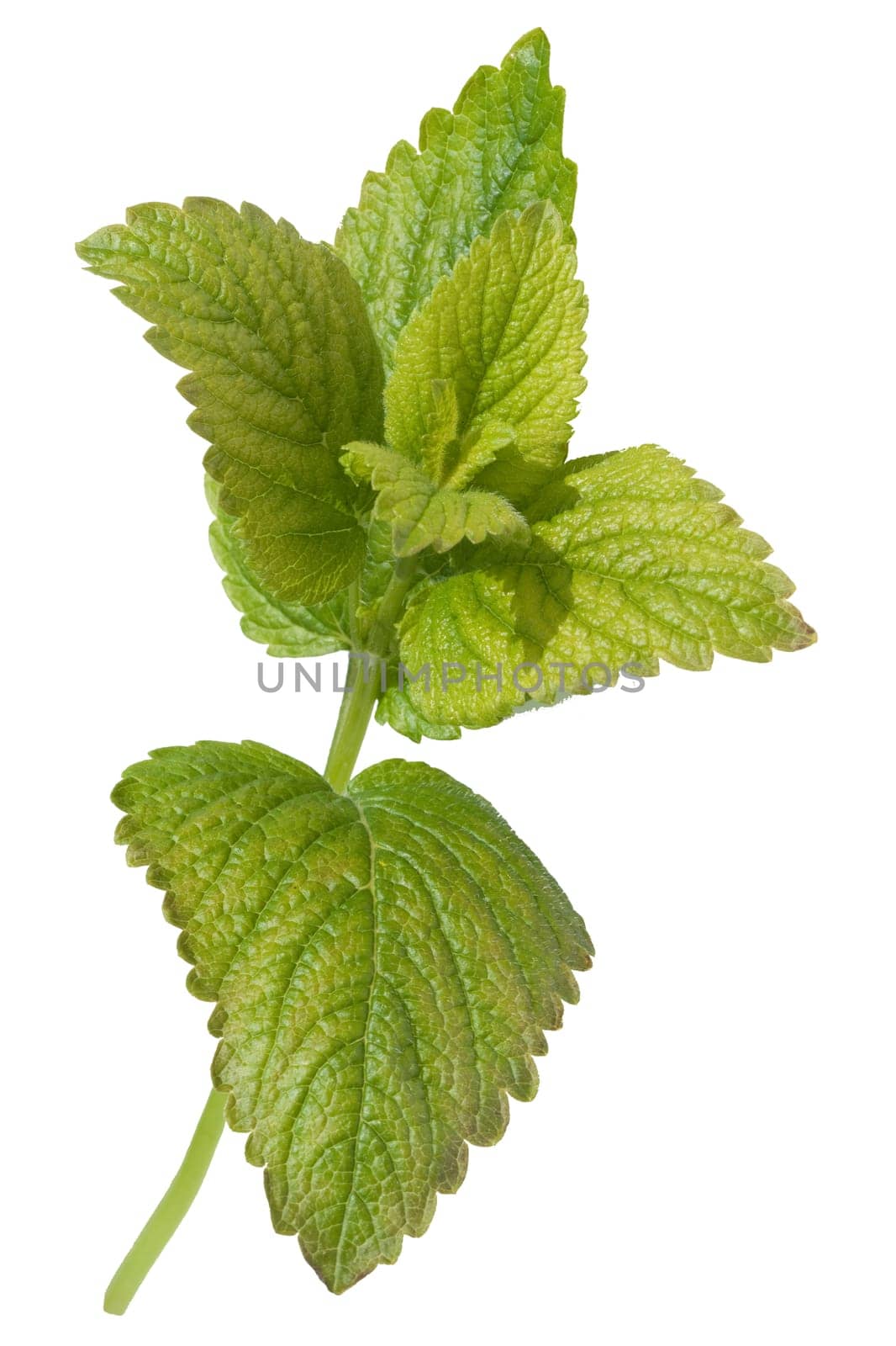 Zitronenmelisse  Melissa  officinalis