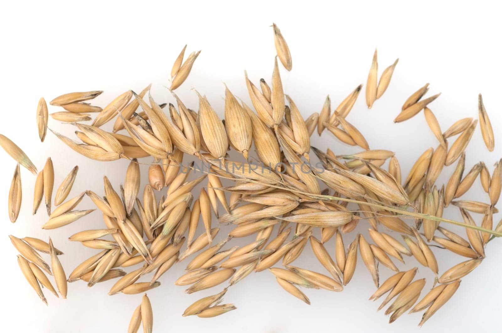 Hafer  Avena, sativa  Haferkorn