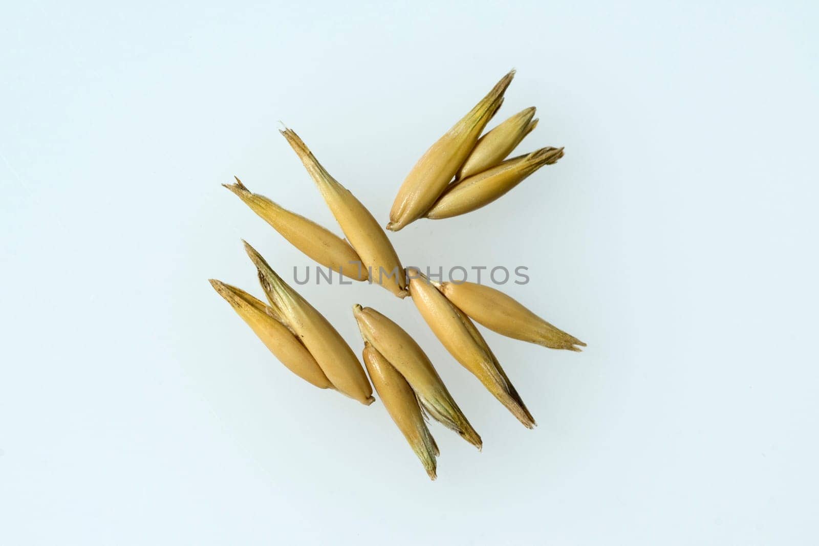 Hafer  Avena  sativa  Haferkorn  Rispe