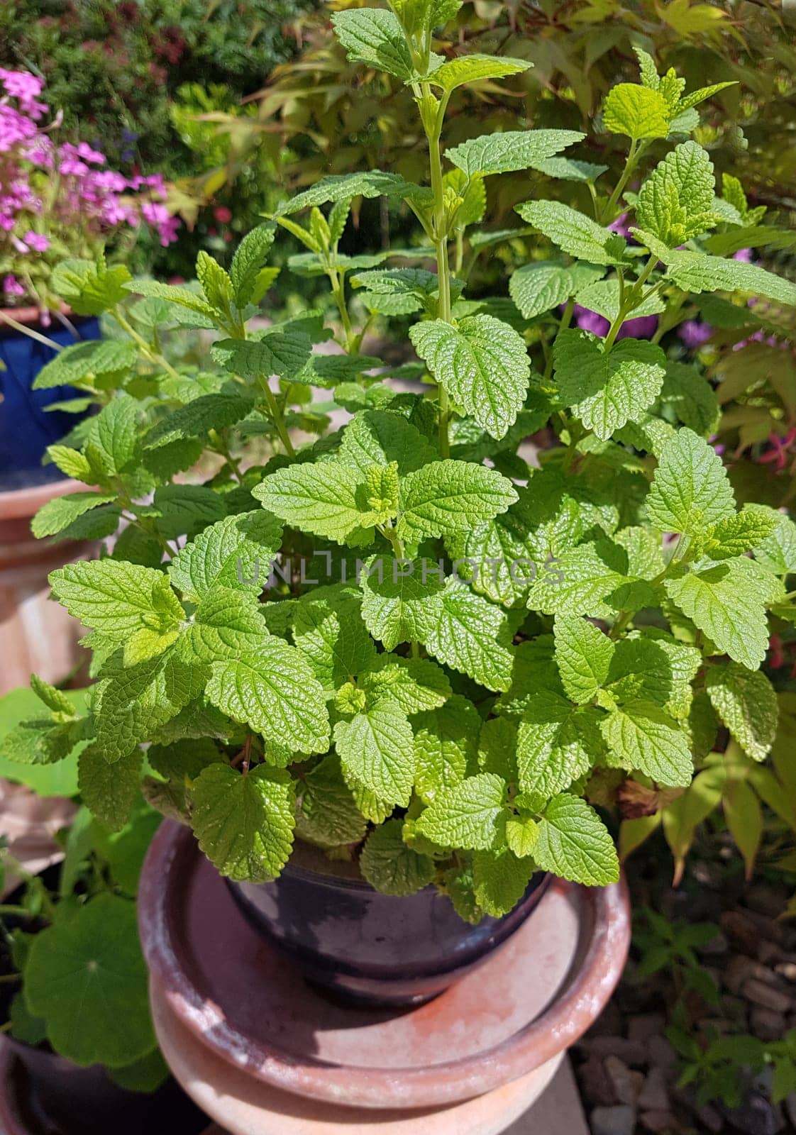 Zitronenmelisse  Melissa  officinalis, Heilpflanze  Kraeuter