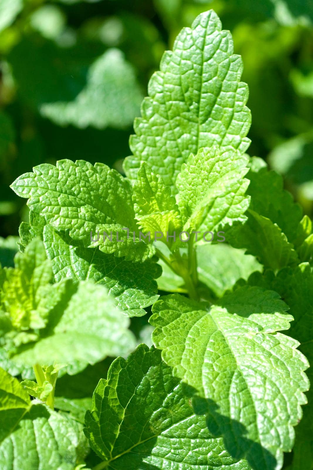 Zitronenmelisse  Melissa  officinalis