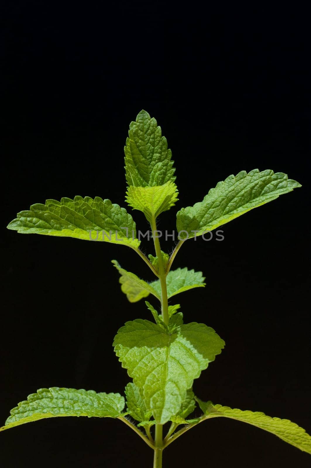 Zitronenmelisse  Melissa  officinalis