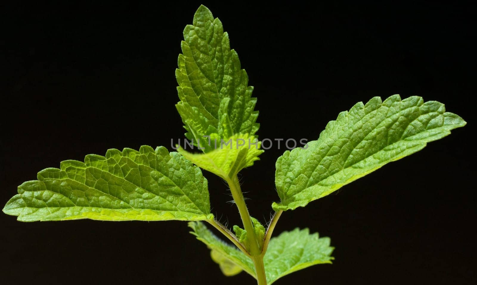 Zitronenmelisse  Melissa  officinalis