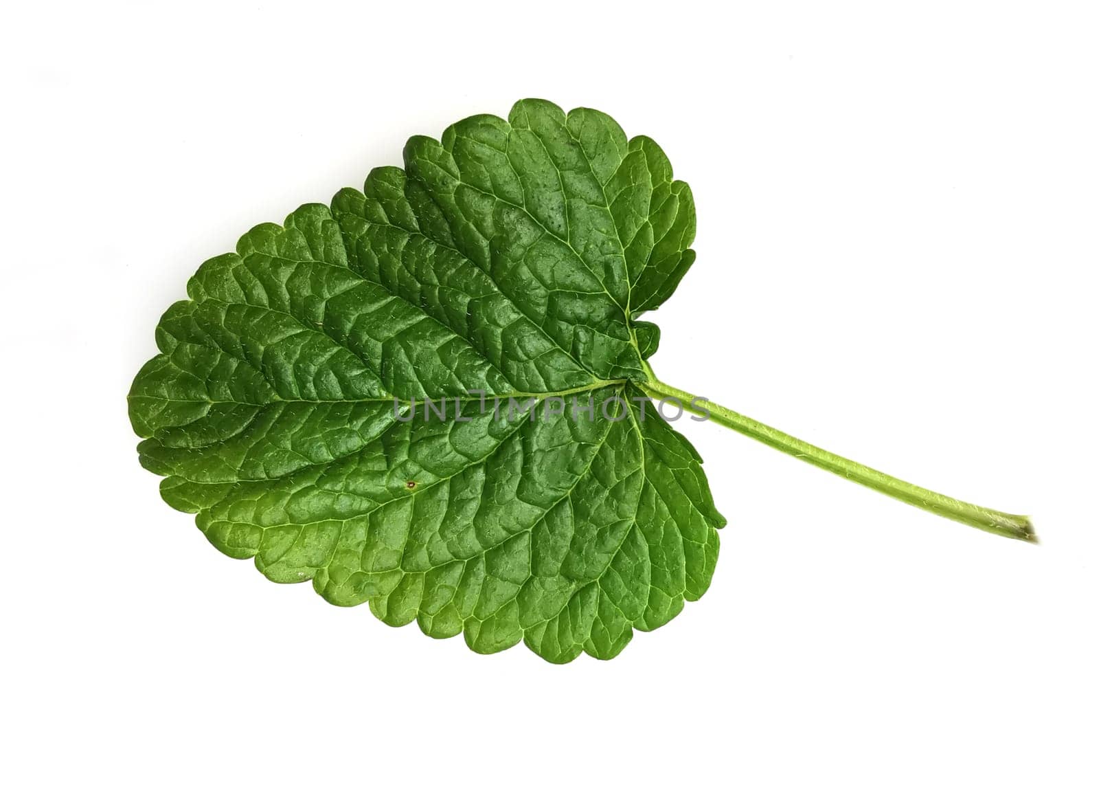 Zitronenmelisse Melissa officinalis, ist eine wichtige Heilpflanze und eine Duftpflanze mit weissen Blueten. Sie ist eine schoene Staude und wird auch in der Medizin verwendet. Lemon balm Melissa officinalis, is an important medicinal plant and an aromatic plant with white flowers. It is a beautiful perennial and is also used in medicine.