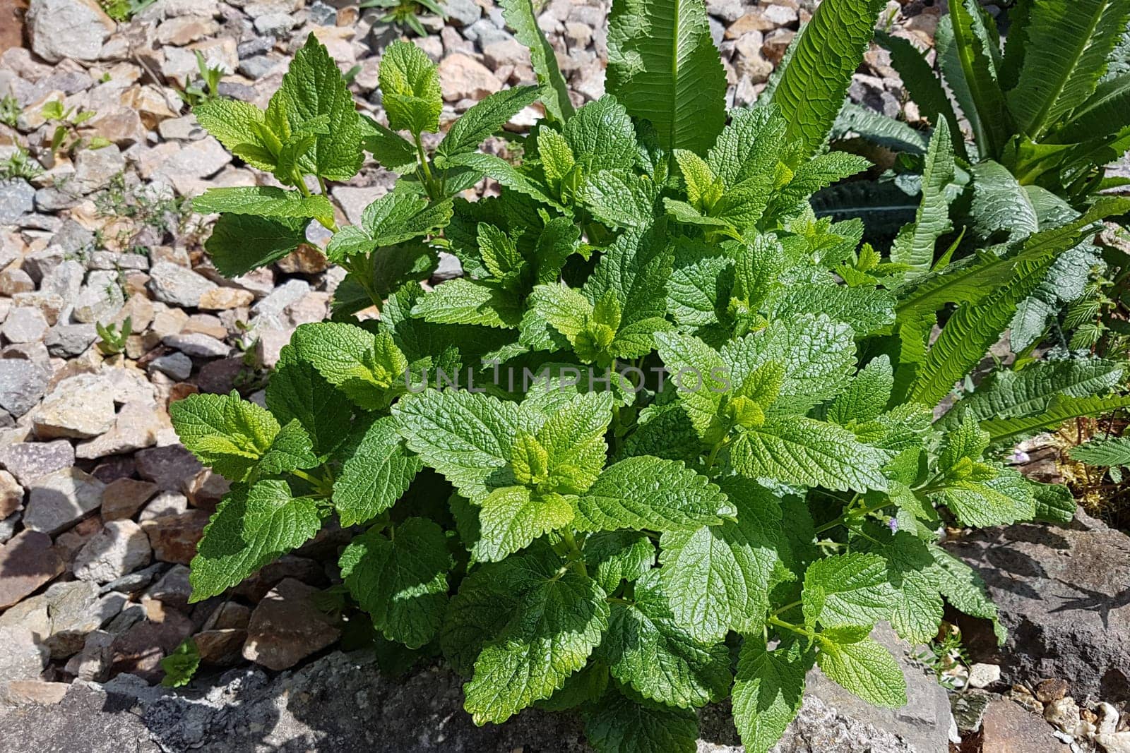 Zitronenmelisse  Melissa  officinalis, Heilpflanze  Kraeuter
