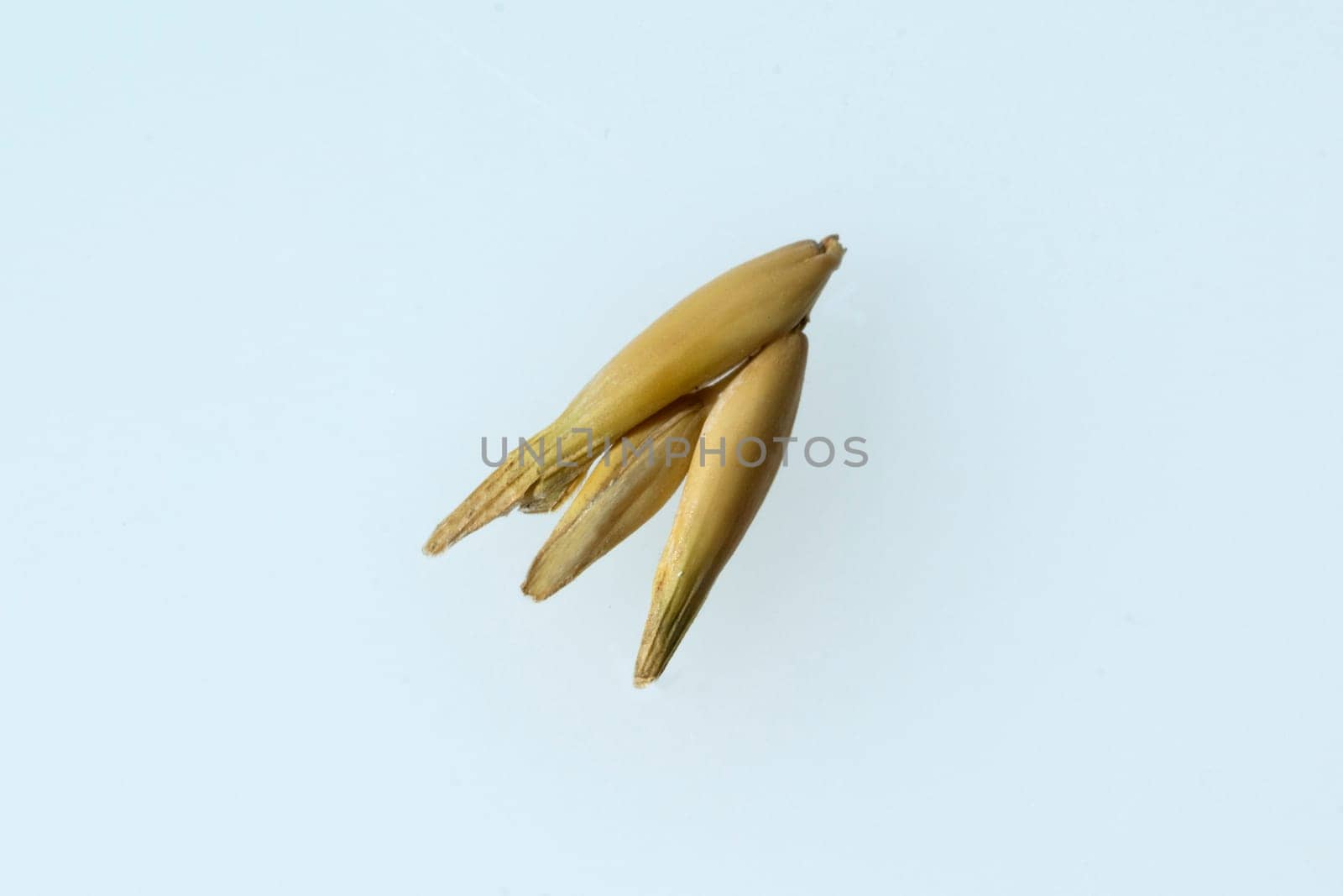 Hafer  Avena  sativa  Haferkorn  Rispe
