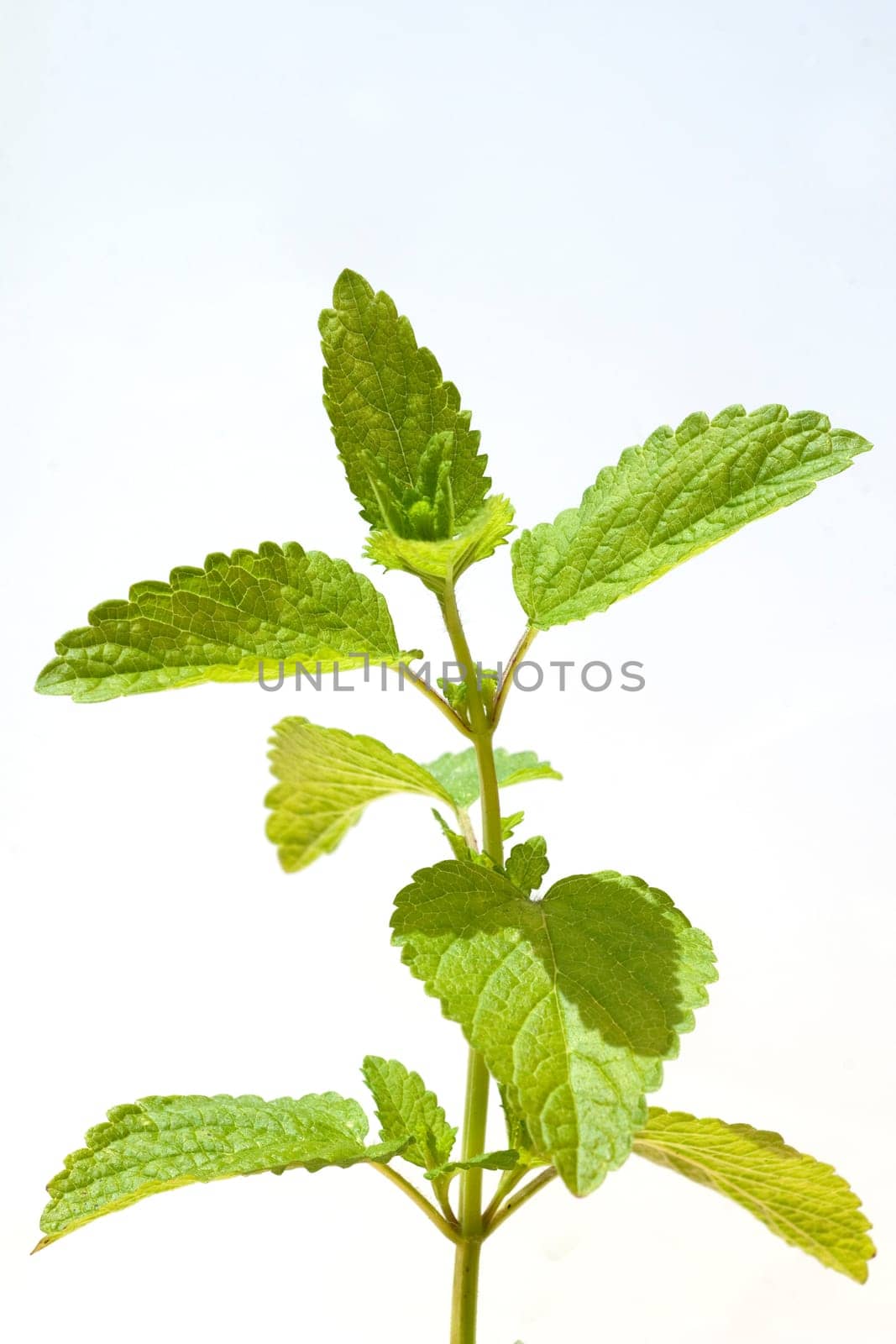 Zitronenmelisse  Melissa  officinalis