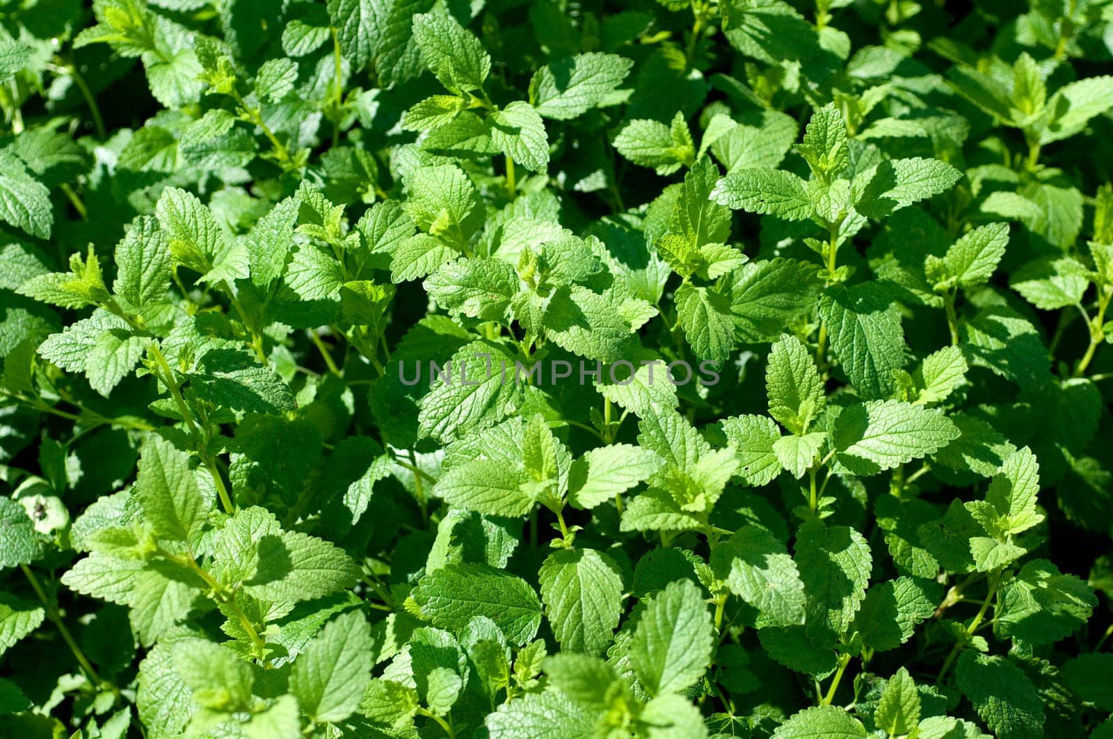Zitronenmelisse  Melissa  officinalis