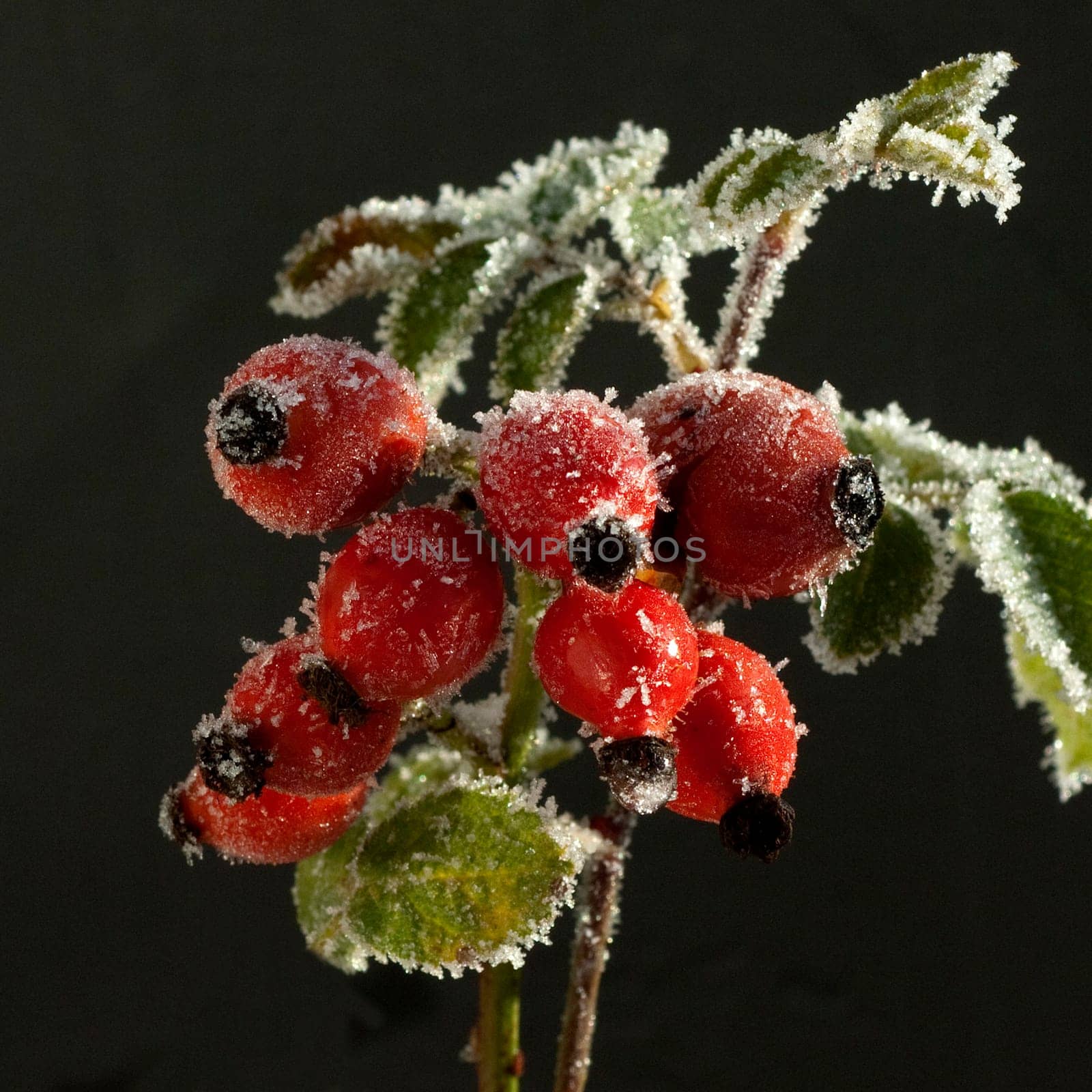 Hagebutten, raureif, beeren, Heilpflanze, Wildpflanzen